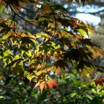 Bois des Moutiers (308) Mai 2012