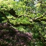 Bois des Moutiers (345) Mai 2012