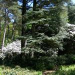 Bois des Moutiers (365) Mai 2012