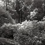 Bois des Moutiers (49) Juin 2012