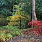 Bois des moutiers fall 2012 (41)