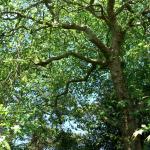 Bois des Moutiers (104) Juin 2012