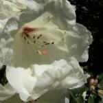 Bois des Moutiers (107) Juin 2012