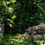 Bois des Moutiers (108) Juin 2012