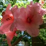 Bois des Moutiers (109) Juin 2012