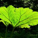 Bois des Moutiers (111) Juin 2012