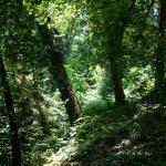 Bois des Moutiers (116) Juin 2012