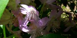 Bois des Moutiers - Juin - Senteurs enivrantes, chant des oiseaux