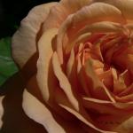 Bois des Moutiers (71) Juin 2012