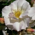 Bois des Moutiers (72) Juin 2012