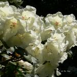 Bois des Moutiers (74) Juin 2012