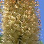 Bois des Moutiers (78) Juin 2012