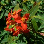 Bois des Moutiers (80) Juin 2012