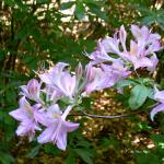 Bois des Moutiers (82) Juin 2012