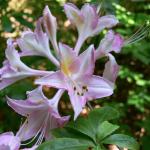 Bois des Moutiers (84) Juin 2012