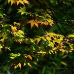 Bois des Moutiers (85) Juin 2012