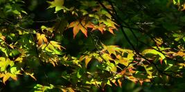 Le Bois des Moutiers