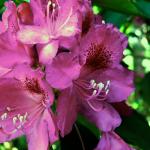 Bois des Moutiers (87) Juin 2012