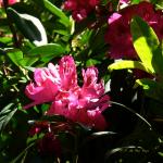 Bois des Moutiers (88) Juin 2012