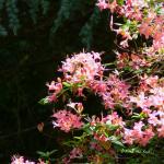 Bois des Moutiers (90) Juin 2012