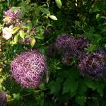 Bois des Moutiers (93) Juin 2012