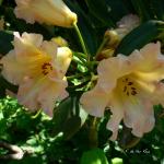 Bois des Moutiers (96) Juin 2012