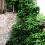 Bois des Moutiers (12) Juin 2012