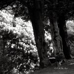 Bois des Moutiers (14) Juin 2012