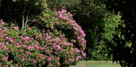 Bois des Moutiers - Juin - Senteurs enivrantes, chant des oiseaux