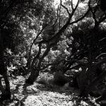 Bois des Moutiers (18) Juin 2012