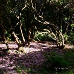 Bois des Moutiers (25) Juin 2012