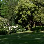 Bois des Moutiers (29) Juin 2012