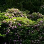 Bois des Moutiers (3) Juin 2012