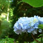 Bois des Moutiers (34) Juin 2012