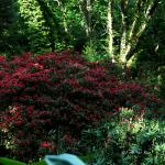 Bois des Moutiers (38) Juin 2012