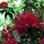 Bois des Moutiers (45) Juin 2012