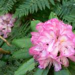 Bois des Moutiers (47) Juin 2012