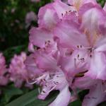 Bois des Moutiers (48) Juin 2012