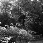 Bois des Moutiers (51) Juin 2012