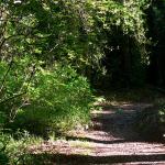 Bois des Moutiers (55) Juin 2012