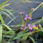 Bois des Moutiers (62) Juin 2012