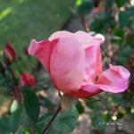 Bois des Moutiers (64) Juin 2012