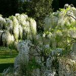 Bois des Moutiers (65) Juin 2012