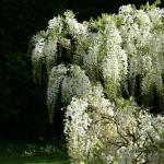 Bois des Moutiers (9) Juin 2012