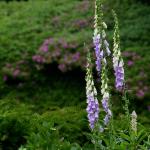 Bois des Moutiers fleuri I