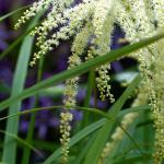Bois des Moutiers fleuri II