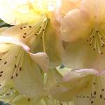 Bois des moutiers (1) mai 2012