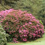 Bois des Moutiers (100) Mai 2012