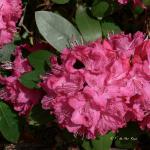 Bois des Moutiers (102) Mai 2012