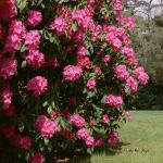 Bois des Moutiers (103) Mai 2012